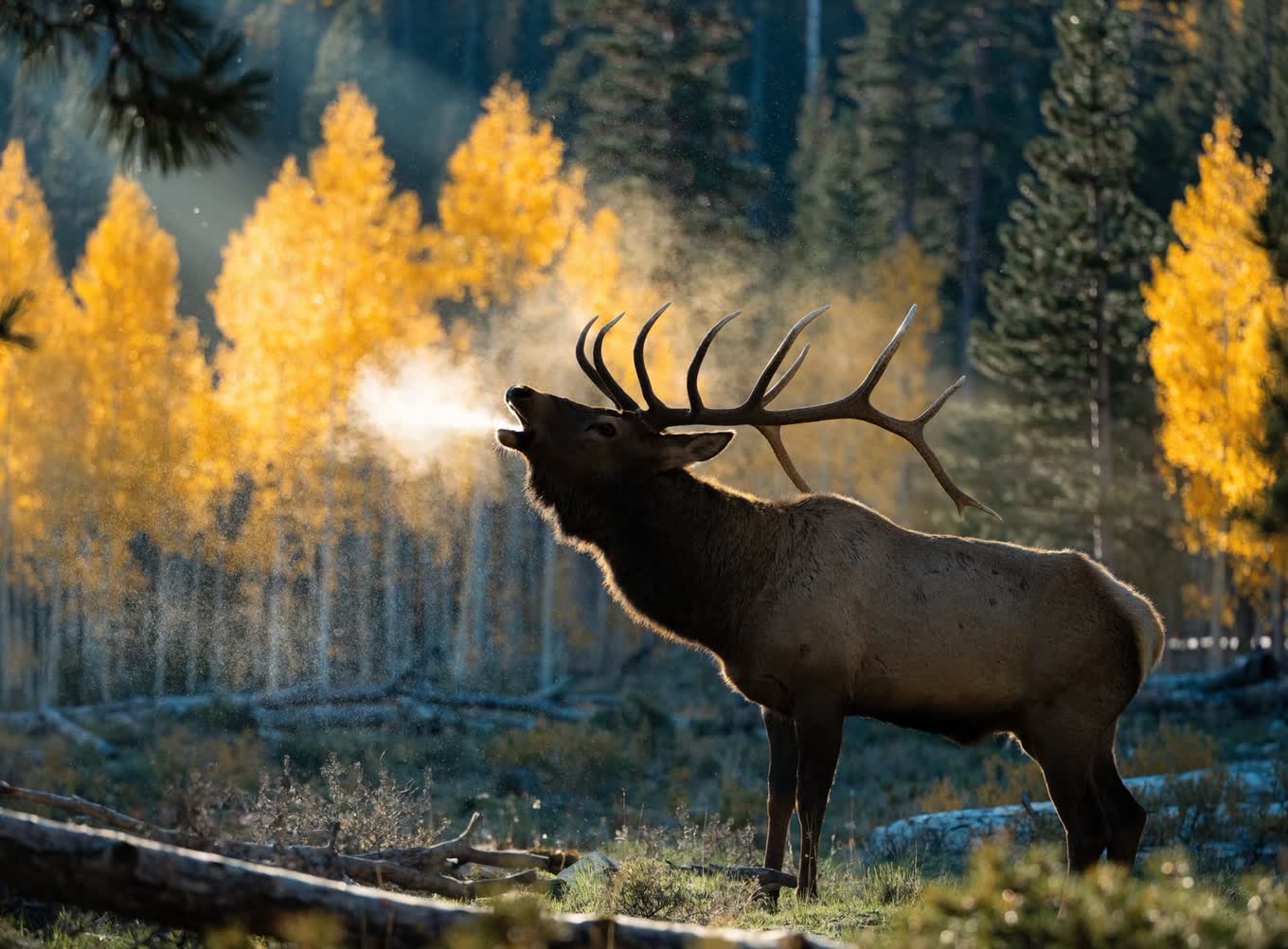 Bull elk bugling in front of golden aspens, breath steaming in the cold air